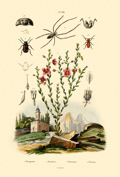 Long-jawed Spider by French School